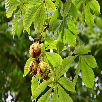 Lišćarsko drveće, Divlji kesten - Aesculus hippocastanum