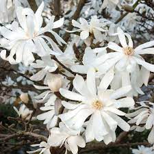 Baštenske sadnice, Magnolije, Novo, Bela zvezdasta magnolija - Magnolia Stellata