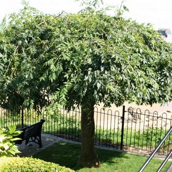 Baštenske sadnice, Lišćarsko drveće, Padajući jasen - Fraxinus pendula