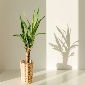 Lisno dekorativno, Sobne biljke, Drvo života - Yucca Elephantipes