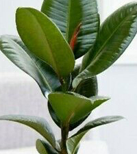 Sobne biljke, Lisno dekorativno, Fikus - (Ficus elastica)