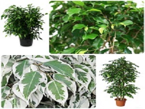 Lisno dekorativno, Sobne biljke, - Fikus bendžamin -  Ficus benjamin
