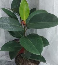 Fikus - (Ficus elastica)