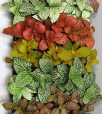 Lisno dekorativno, Mozaik biljka (Fitonia)