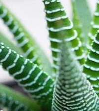 Kaktusi i sukulenti, Sobne biljke, Gasterija i Haworthia plant - sukulente