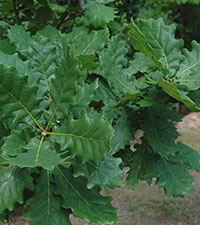 Baštenske sadnice, Lišćarsko drveće, Novo, Piramidalni hrast (Quercus robur 'Fastigiata')