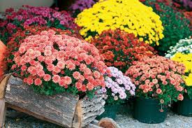 Balkonsko cveće, Baštenske sadnice, Hrizanteme - Jesenje ruže