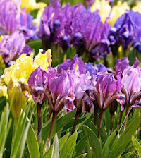 Baštenske sadnice, Perunika - Iris pumila