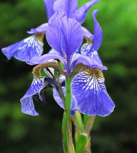 Baštenske sadnice, Perunika - Iris sibirica