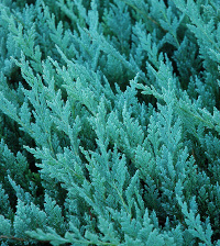 Novo, Baštenske sadnice, Četinari, Polegli plavi četinari (Juniperus horizontalis 'Blue Chip')