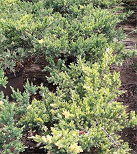 Juniperus  prostrata 'Variegata'