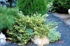 Četinari, Novo, Juniperus  prostrata 'Variegata'