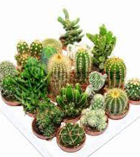 Kaktusi i sukulenti, Novo, Sobne biljke, Kaktus mix