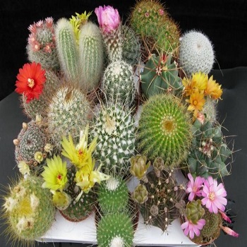 Kaktusi i sukulenti, Sobne biljke, Kaktus mix