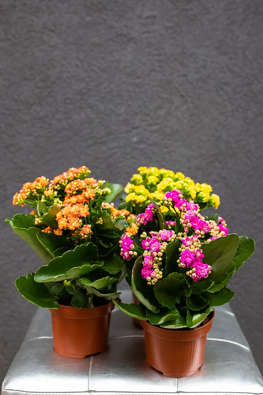 Cvetnice, Sobne biljke, Kalanhoa (Kalanchoe blossfeldiana)