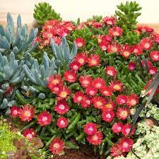 Balkonsko cveće, Baštenske sadnice, Sedumi - pokrivači tla, Ledeni cvet, Pustinjska ruža (Delosperma 'Jewel of the Desert Garnet')
