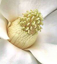 DRVEĆE LIŠĆARA, MAGNOLIJE, - Zimzelena bela magnolija