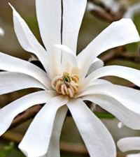Bela zvezdasta magnolija - Magnolia Stellata