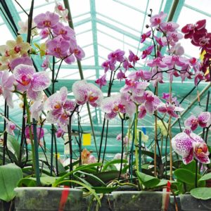 Orhideje - Orchids Phalaenopsis