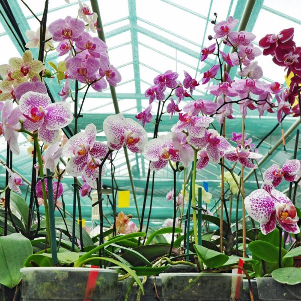 Biljke na popustu, SOBNE CVETNICE, SOBNO CVEĆE, Orhideje - Orchids Phalaenopsis