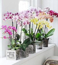 Novo, Sobne biljke, Cvetnice, Orhideje