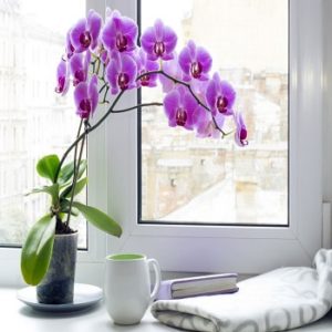 Sobne biljke, Cvetnice, Orhideja