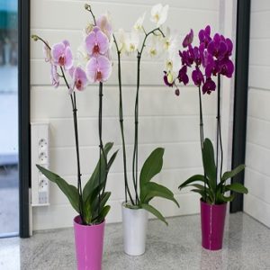 Sobne biljke, Cvetnice, Orhideje - Orchids Phalaenopsis