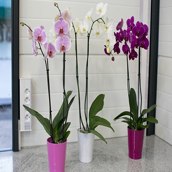 Cvetnice, Sobne biljke, Orhideje - Orchids Phalaenopsis