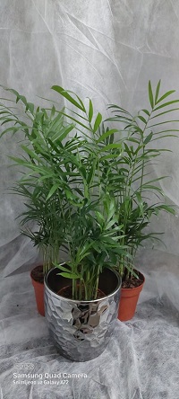 Lisno dekorativno, Sobne biljke, Palme  (Chamaedorea elegans )