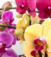 Sobne biljke, Cvetnice, Orhideje sa duplim granama -  Orchids Phalaenopsis