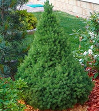 Baštenske sadnice, Četinari, Patuljaste smrče (Picea glauca 'Conica')