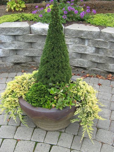 Baštenske sadnice, Četinari, Patuljaste smrče (Picea glauca 'Conica')