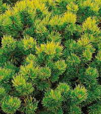 Baštenske sadnice, Četinari, Patuljasti planinski bor - Pinus mugo
