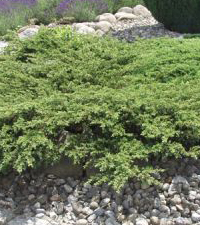 Novo, Četinari, Juniperus  communis Repanda