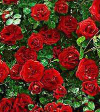 Balkonsko cveće, Novo, Baštenske sadnice, Ruže (Rosa sp.), Ruža puzava - Don Žuan