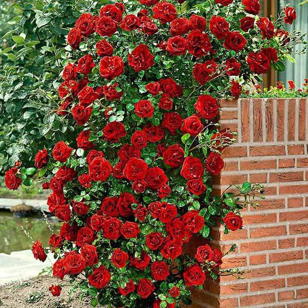 Balkonsko cveće, Baštenske sadnice, Novo, Ruže (Rosa sp.), Ruža puzava - Don Žuan