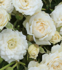 Balkonsko cveće, Novo, Baštenske sadnice, Ruže (Rosa sp.), Patuljaste mnogocvetne ruže