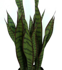 Sobne biljke, Lisno dekorativno, Sablje (Sanseverija trifasciata 'Laurentii')