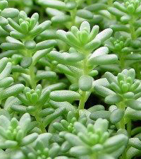 Baštenske sadnice, Sedumi - pokrivači tla, Sedum hispanicum green - zeleni sedum