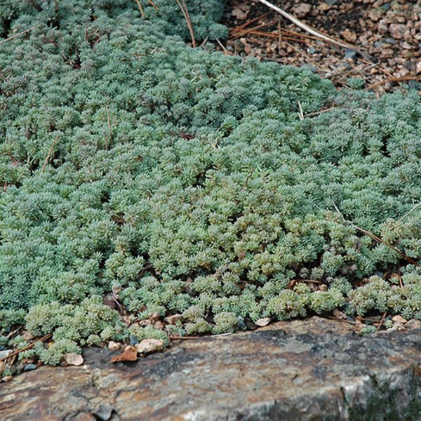 Baštenske sadnice, Sedumi - pokrivači tla, Sedum hispanicum green - zeleni sedum