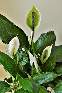 Ženski cvet - Spatifilum (Spathiphyllum)
