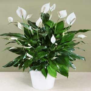 Sobne biljke, Cvetnice, Ženski cvet - Spatifilum (Spathiphyllum)