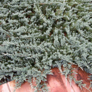- Juniperus horizontalis 'Blue Chip'