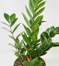 Novo, Sobne biljke, Lisno dekorativno, Zamija (Zamioculcas zamiifolia)