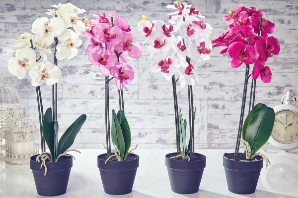Cvetnice, Sobne biljke, Orhideje sa duplim granama -  Orchids Phalaenopsis