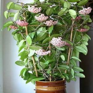 Sobne biljke, Lisno dekorativno, Hoja - Voštani cvet - Hoya plant