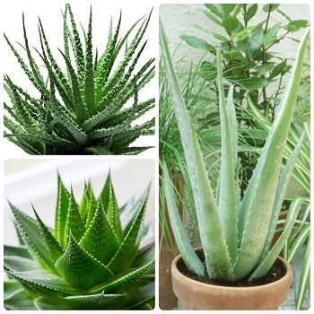 Kaktusi i sukulenti, Novo, Sobne biljke, Aloja - Aloja arborescens