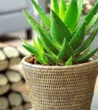 Kaktusi i sukulenti, Lisno dekorativno, Sobne biljke, Aloja Vera - Aloja