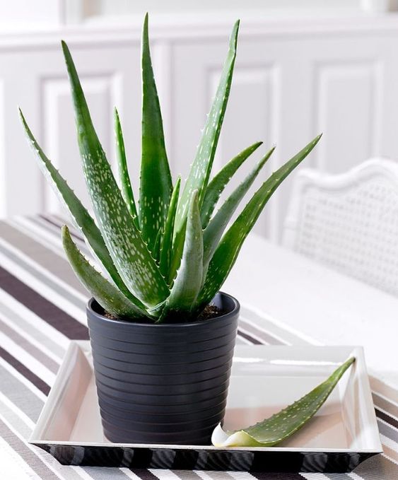 Kaktusi i sukulenti, Lisno dekorativno, Sobne biljke, Aloja Vera - Aloja