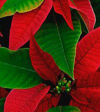 Božićna zvezda - Euphorbia pulcherima